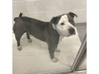 Adopt Hamilton a Pit Bull Terrier, Mixed Breed