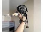 Maltipoo PUPPY FOR SALE ADN-578434 - Maltipoo Puppies