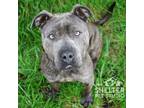 Adopt Torg G-2 hold/ finder will adopt a Pit Bull Terrier