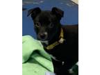 Adopt Griz a Mixed Breed