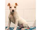 Adopt Tully a Pit Bull Terrier, Mixed Breed