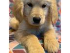 Labrador Retriever Puppy for sale in Auburn, WA, USA