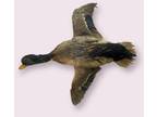 Vintage Mallard Wild Duck Taxidermy Waterfowl Flying Mount