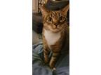 Adopt Brownie a Brown or Chocolate Domestic Shorthair / Mixed (short coat) cat