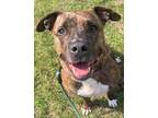 Adopt Zobiya a Brown/Chocolate Boxer / Mixed dog in Voorhees, NJ (37696556)