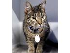 Adopt Vyse a Brown Tabby Domestic Shorthair / Mixed (short coat) cat in Los