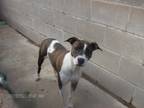 Adopt WIGGLES a Tricolor (Tan/Brown & Black & White) Greyhound / Mixed dog in
