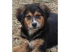 Adopt Addie a Tricolor (Tan/Brown & Black & White) Labrador Retriever /