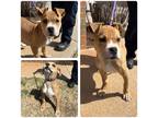 Adopt Honey a Tan/Yellow/Fawn - with White Pit Bull Terrier / Mixed dog in