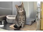 Adopt Meredith a Gray, Blue or Silver Tabby Domestic Shorthair (short coat) cat