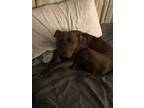 Adopt Winnie a Brindle American Pit Bull Terrier / Mixed dog in Palm Coast