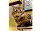 Adopt Binx a Brown Tabby Maine Coon / Mixed (long coat) cat in Washington