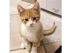 Adopt Richardson a Orange or Red Tabby Domestic Shorthair / Mixed cat in
