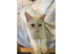 Adopt Ashton meet 4/1 a White (Mostly) Siamese (short coat) cat in East