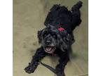 Adopt Bella a Black Cockapoo / Mixed dog in Quakertown, PA (37695692)