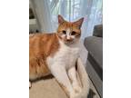 Adopt Oscar a White (Mostly) American Shorthair / Mixed (medium coat) cat in