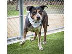 Adopt Sweet Pea a Brindle - with White Blue Heeler / Terrier (Unknown Type
