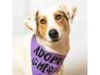 Adopt Ocka a Cattle Dog / Labrador Retriever / Mixed dog in Fort Lupton