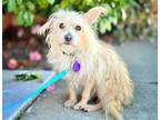 Adopt *Axl Rose DIVA a Tan/Yellow/Fawn Havanese / Dachshund / Mixed dog in