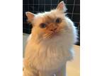 Adopt Gnocchi- CP a Tan or Fawn Ragdoll (medium coat) cat in Toronto