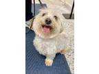 Adopt Sabrina a White Sealyham Terrier / Mixed dog in Voorhees, NJ (37695261)