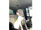 Adopt Santana a White - with Tan, Yellow or Fawn American Staffordshire Terrier