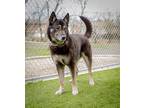 Adopt Sniper a Black - with White German Shepherd Dog / Mixed dog in Midwest