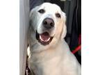 Adopt Nancy a White Great Pyrenees / Labrador Retriever / Mixed dog in Tulsa
