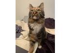 Adopt Leia a Calico or Dilute Calico Maine Coon / Mixed (long coat) cat in