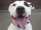 Adopt MANCHAS a White Pit Bull Terrier / Mixed dog in Denver, CO (37690559)
