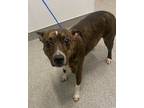 Adopt Reign a Brindle American Pit Bull Terrier / Mixed dog in Matteson