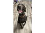 Adopt Blue a Black Labrador Retriever / Mixed dog in Lancaster, SC (37695252)