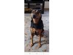 Adopt sadie a Brown/Chocolate - with Black Miniature Pinscher / Mixed dog in