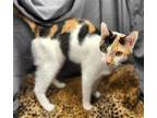 Adopt Larsa - available 3/31 a Domestic Shorthair / Mixed cat in Elmsford
