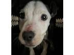 Adopt Kade a Pit Bull Terrier / Mixed dog in Birmingham, AL (37695121)