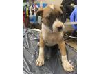 Adopt Missy a Pit Bull Terrier / Mixed dog in Birmingham, AL (37695118)