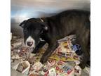 Adopt Cash a Pit Bull Terrier / Mixed dog in Birmingham, AL (37695116)