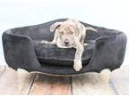 Adopt Eddie a Brindle Mixed Breed (Medium) dog in Wolcott, CT (37692218)