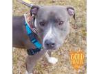 Adopt Cooper a Gray/Blue/Silver/Salt & Pepper American Pit Bull Terrier / Mixed