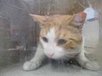 Adopt Griffith a Orange or Red Domestic Shorthair / Domestic Shorthair / Mixed