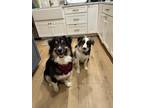 Adopt Rosie and Chip a Black - with White Anatolian Shepherd / Mixed dog in