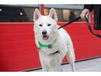 Adopt Baishi a White Siberian Husky / Mixed dog in New York, NY (37694722)