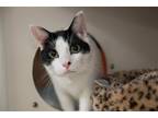 Adopt Cove a Black & White or Tuxedo Domestic Shorthair / Mixed cat in New York