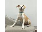 Adopt Tonka a Red/Golden/Orange/Chestnut - with White Labrador Retriever dog in