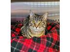 Adopt Libby - $50 or two for $50 and FREE Gift Bag a Brown Tabby Domestic