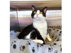 Adopt Sassy - $50 or two for $50 and FREE Gift Bag a Black & White or Tuxedo