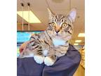 Adopt Slippers - $50 or two for $50 and FREE Gift Bag a Brown Tabby Domestic