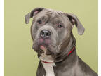 Adopt Georgie a Gray/Blue/Silver/Salt & Pepper American Pit Bull Terrier / Mixed