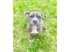 Adopt Marnie a Gray/Blue/Silver/Salt & Pepper Pit Bull Terrier / Mixed dog in