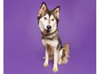 Adopt Denali a Mixed Breed (Large) / Mixed dog in Durham, NC (37694239)